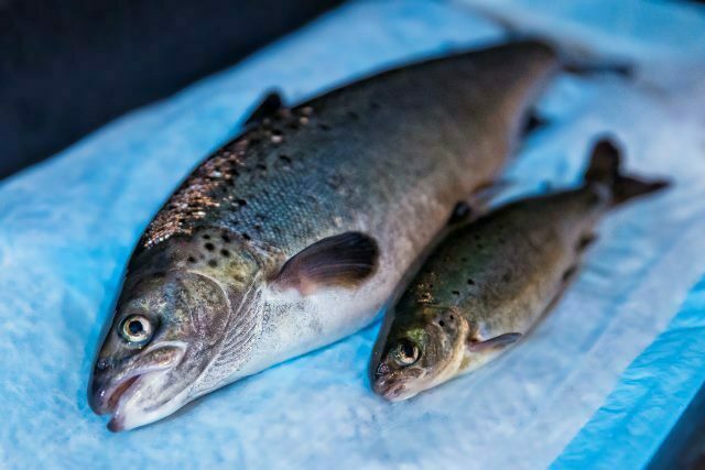 Genetically modified fish: biosafety agency reviews national guideline