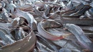 Nigeria, largest catfish producer in africa – official