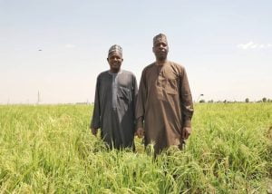 Borno cultivated 30,000 hectares of rice farm – zulum