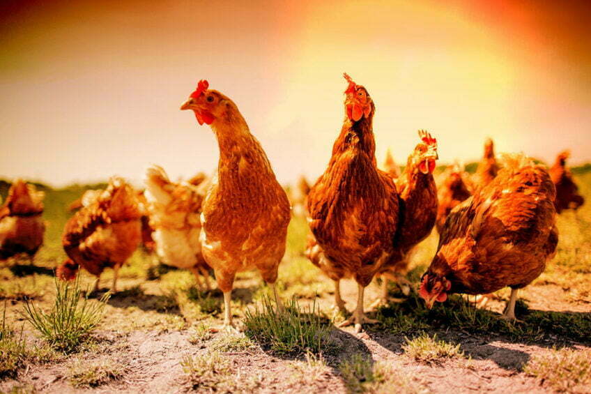 Poultry farmers lament loss of N3trn investments to prevailing harsh economy 