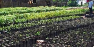 Dangote cement plants 7,205 trees to commemorate 2022 environmental day