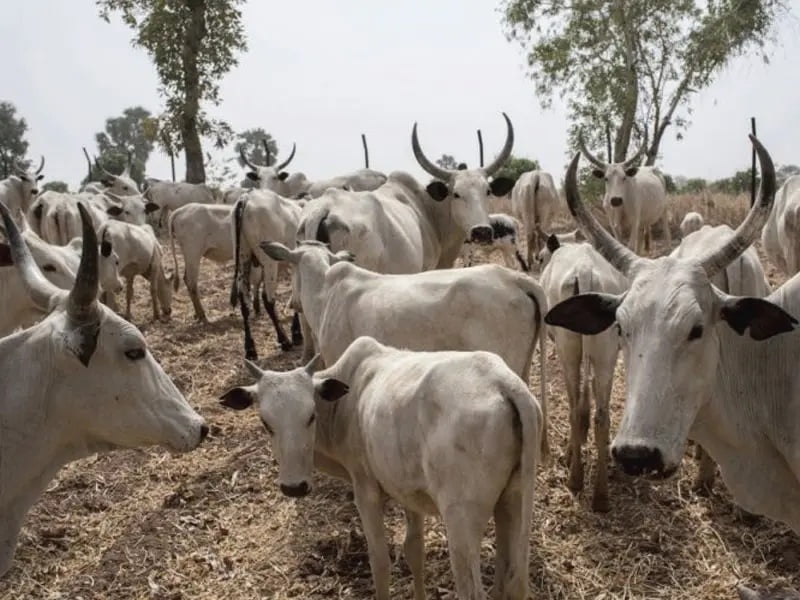 Banditry: fg releases n6. 25bn for establishment of cattle ranches in katsina