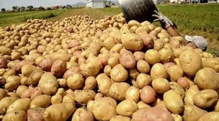 Plateau farmers lose n18bn to potato blight, says commissioner