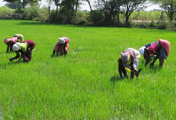 High cost of fertiliser, a threat to food security – farmers