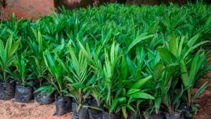 Delta govt. Distributes 1. 5m oil palm seedlings to 1,500 farmers -commissioner