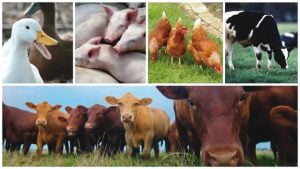 Fg inaugurates technology to transform livestock sector