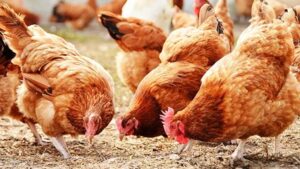 Poultry association reiterates readiness for yuletide sales