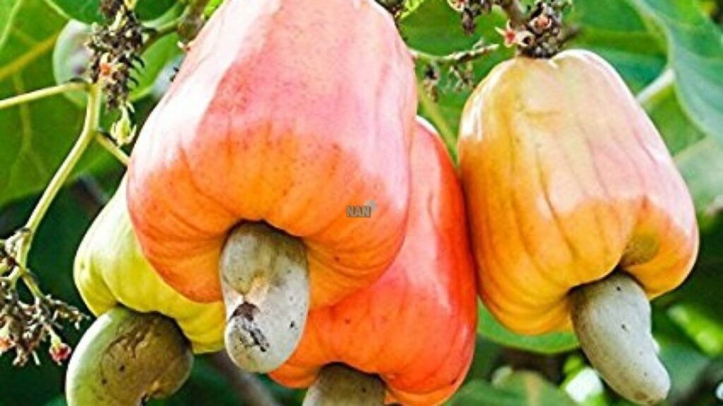 Nigeria set to make $500m from cashew export in 2023 — minister