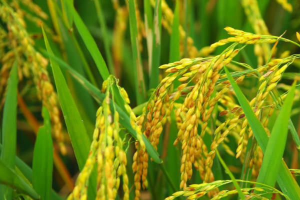 Rice farmers seek partnership with lasg on paddy supply