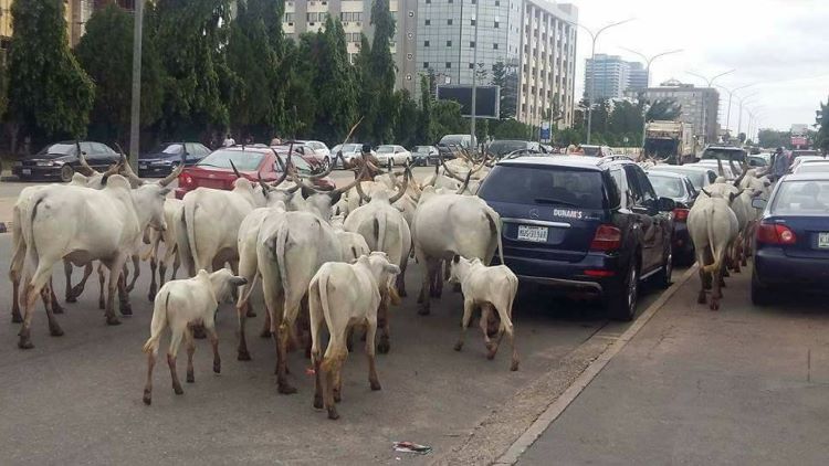 Cows will not ”loiter” abuja streets during tinubu inauguration, miyetti allah pledges