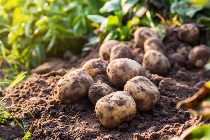 Farmers decry exclusion from fg’s  5-year plan on irish potatoes