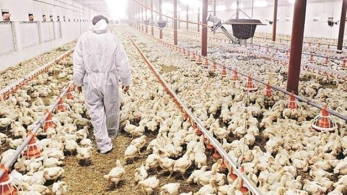Rehabilitate, abandoned 72,000-egg capacity hatchery, Consultant urges Cross River Govt.