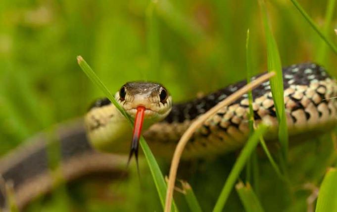 Kidnappers, use poisonous snakes, terrorise, Victims