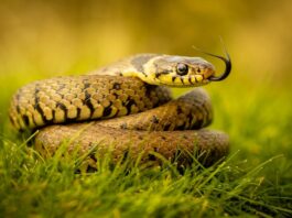 Snakes, The dilemma of a misunderstood utility creature, Hajara Leman