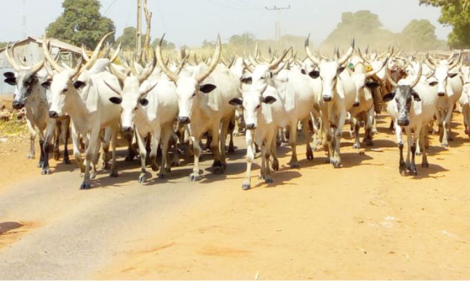 Family petitions CDS, COAS over seizure of 700 cows, others by soldiers