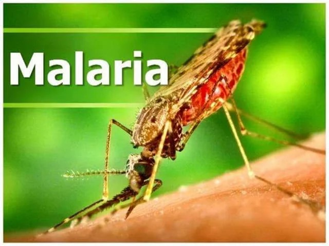 Malaria:  Do MDAs  contribute to transmission through their activities?
