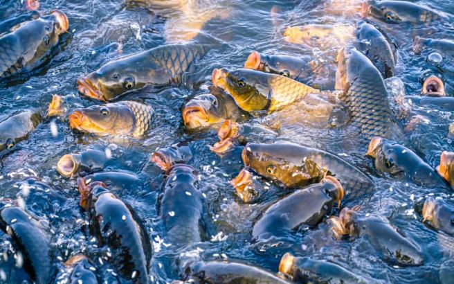 Creating economic opportunities through fish farming