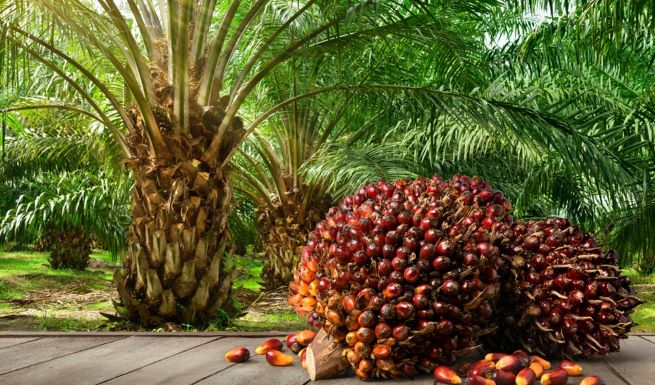 Don't involve foreigners in primary oil palm production - association urges govt