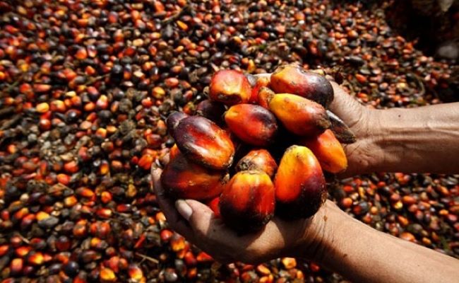 Nigeria spends $600m on palm oil importation every year