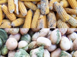 NEPC sensitises exporters on minimisation of aflatoxin on exportable products