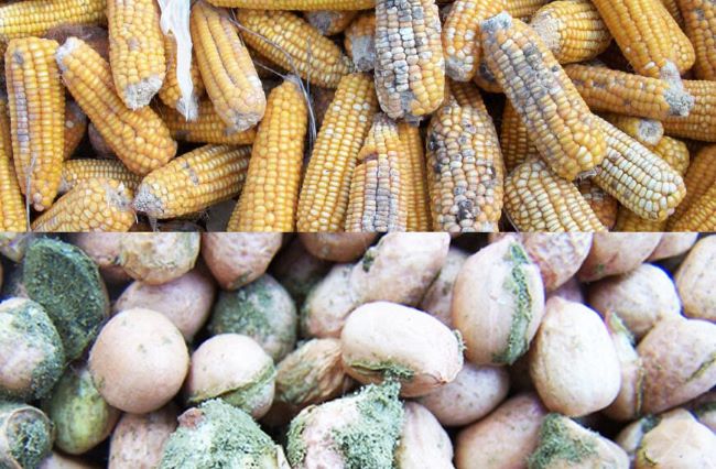 Nepc sensitises exporters on minimisation of aflatoxin on exportable products