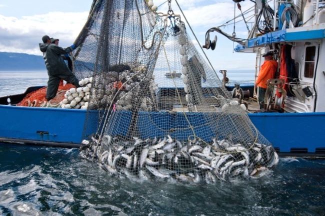 Fisheries should be captured under blue economy - experts