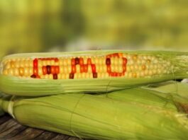 Despite concerns, FG insists Genetically Modified foods safe for consumption in Nigeria