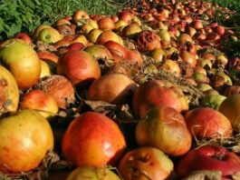 Consortium introduces “Pyrochem” technology to mitigate post-harvest losses