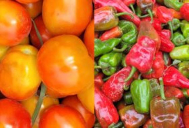 Harvest: gombe community earns  n12m daily from tomato, pepper agribusiness