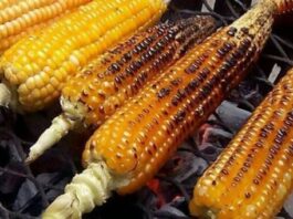 Young men, women make brisk business roasting corn in Kano