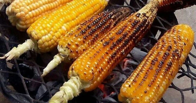 Young men, women make brisk business roasting corn in kano