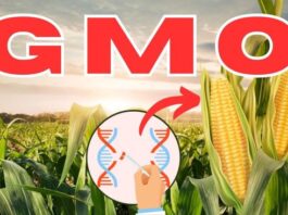 GMOs, Nigeria’s food system, unhealthy, Experts