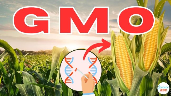 Gmos, nigeria’s food system, unhealthy, experts