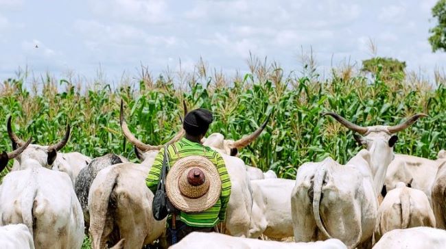 Farmers, kaduna, millions, hunger, herdsmen, ravaged farmlands