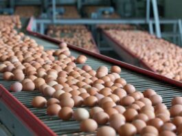 Declare ‘state of emergency’ on egg production, PAN urges FG 