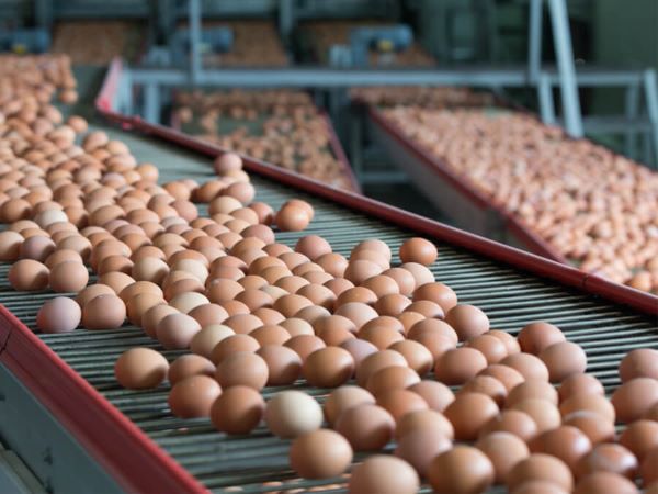 Declare ‘state of emergency’ on egg production, pan urges fg 